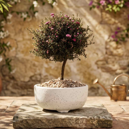Bonsai ideal para decorar tu jardin y hogar