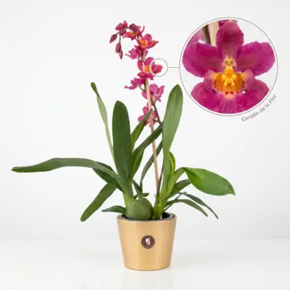orquidea decoración elegnte