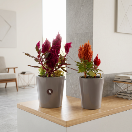 Decoración Planta Plumosa de colores vibrantes