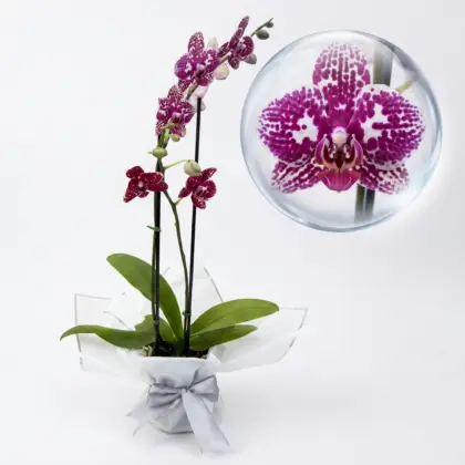 Orquidea Red Sesame