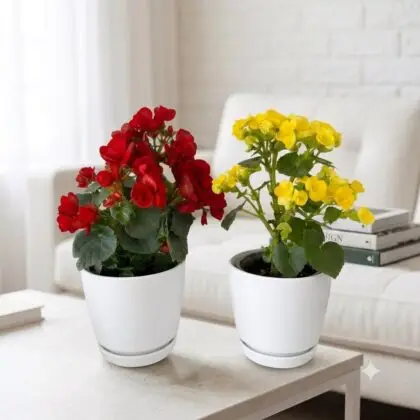 la Begonia llena de color y vida cualquier espacio.