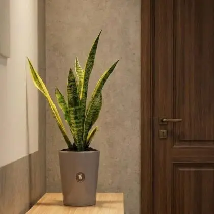 ideal para decoración de hogar