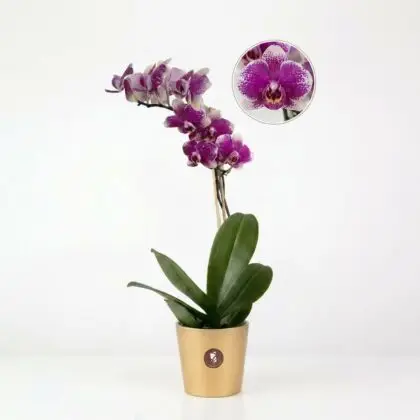 orquidea ideal para regalarlo a la persona especial