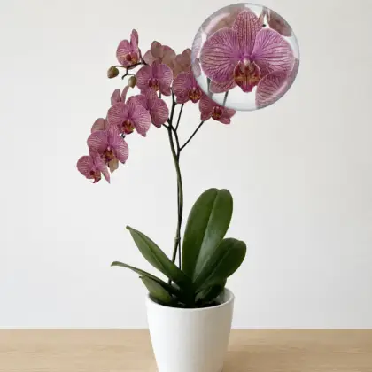 Un Regalo Inolvidable Si buscas sorprender a alguien especial, la Orquídea Júpiter es una gran elección. Su belleza y estilo la convierten en un detalle inolvidable, perfecto para regalar en cumpleaños, celebraciones, o simplemente para transmitir aprecio a través de su delicado encanto.