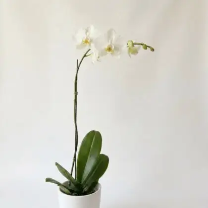 orquidea blanca